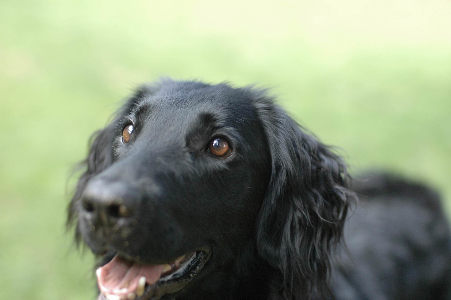 アニマルコミュニケーション