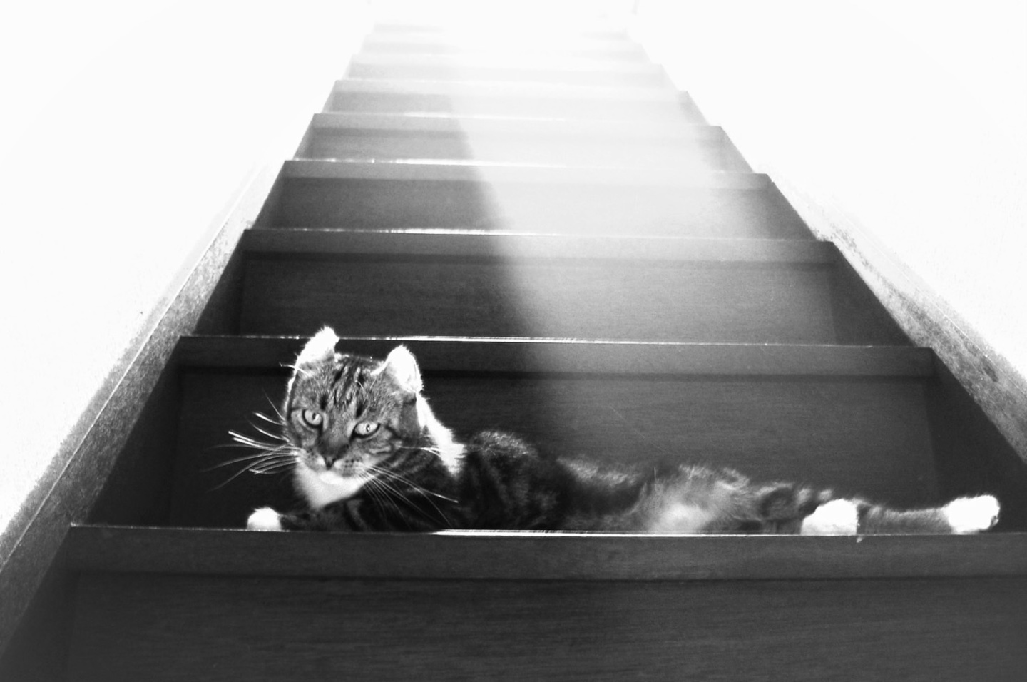 JUN NAKANO 猫　再会療法