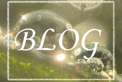 保護犬　アロハ　イーリオ