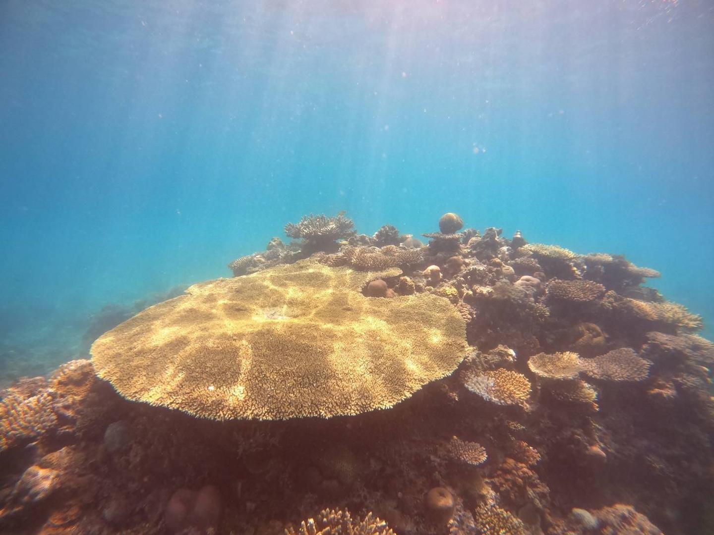 ヒーリング　アロハ　イーリオ