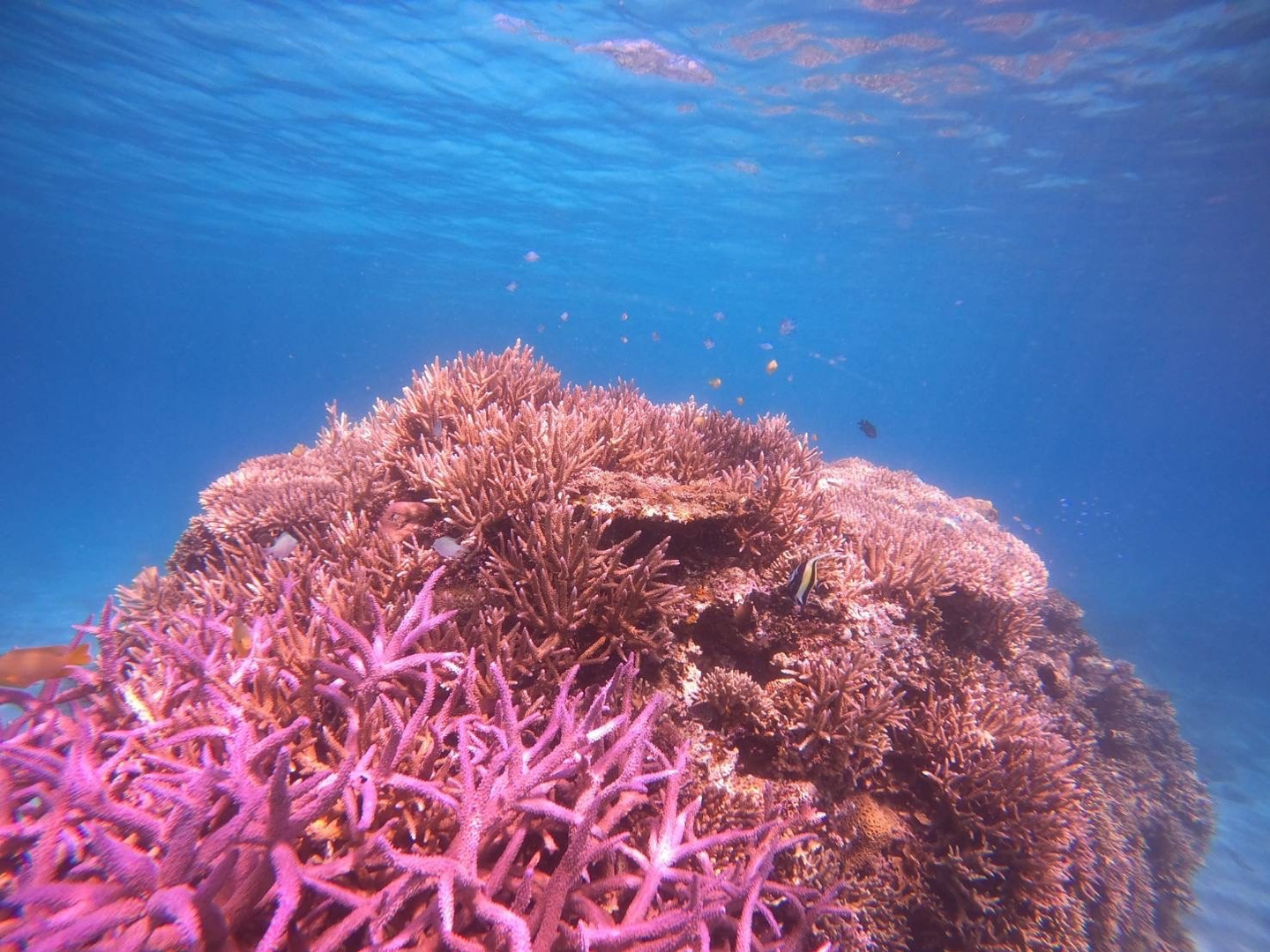 あろは　いーりお